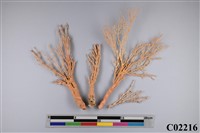 藏品(珊瑚標本)的圖片